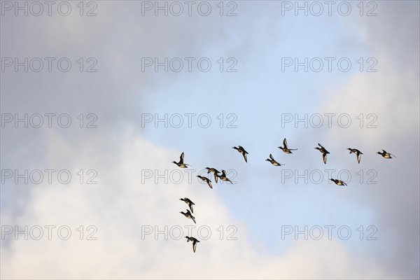 Tufted Duck (Aythya fuligula), small flock in flight, Laanemaa, Estonia, Europe