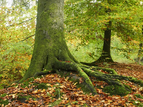 Common beech (Fagus sylvatica), roots form in the ground and give the tree a secure footing, North Rhine-Westphalia, Germany, Europe