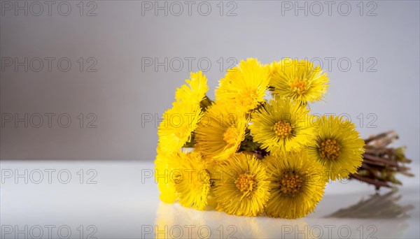 A cheerful bunch of coltsfoot flowers in a glass vase reflected on a surface, medicinal plant coltsfoot, Tussilago farfara, AI generated, AI generated