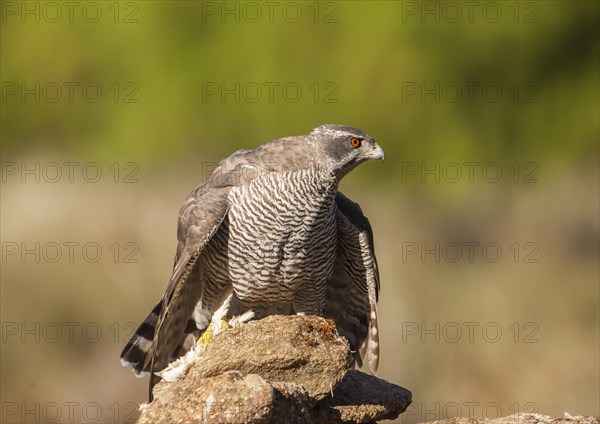 Northern goshawk (Accipiter gentilis) female, Extremadura, Castilla La Mancha, Spain, Europe