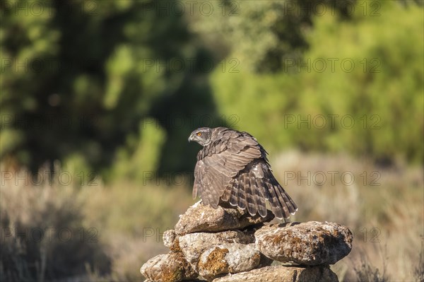 Northern goshawk (Accipiter gentilis) female, Extremadura, Castilla La Mancha, Spain, Europe