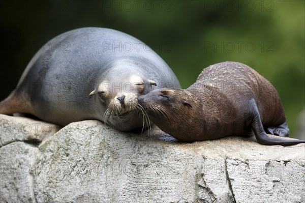 California sea lion (Zalophus californianus), An adult sea lion and a juvenile showing love and bonding while cuddling on a rock