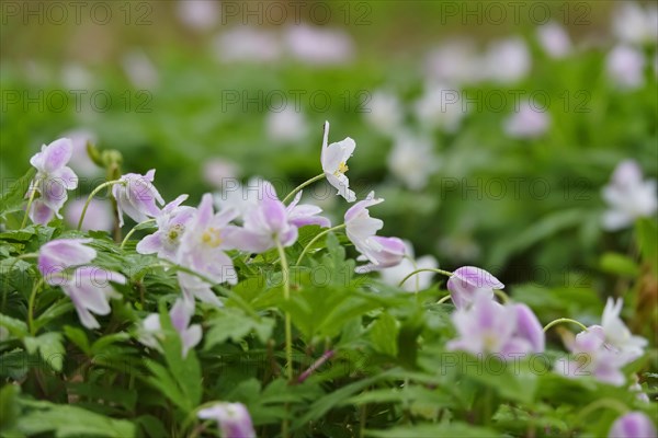 Enchanting wood anemones, spring, Germany, Europe