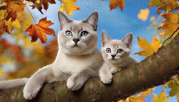 AI generated, animal, animals, mammal, mammals, cat, felidae (Felis catus), a cat and a kitten resting on a tree, autumn, seasons