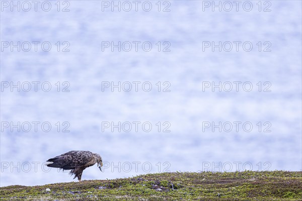 White-tailed eagle (Haliaeetus albicilla), adult bird feeding on preyed fish, Varanger, Finnmark, Norway, Europe