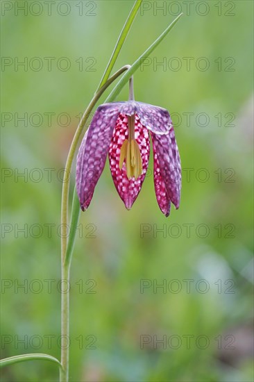 Charming chequerboard flower, spring, Germany, Europe