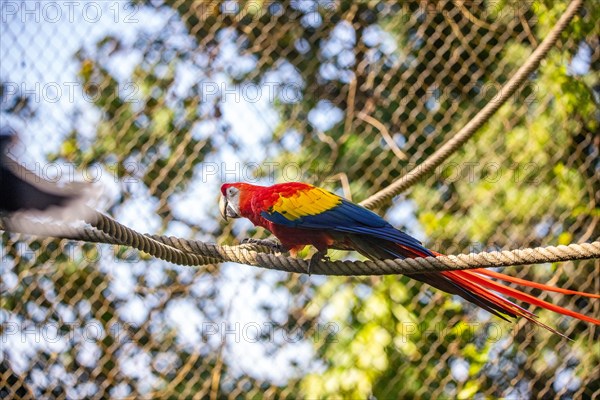 Portrait of a parrot. Beautiful shot of the animals in the forest on Guadeloupe, Caribbean, French Antilles