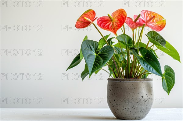 A captivating display of red Anthurium flowers in a textured pot, contrasting with a minimalist white backdrop, AI generated