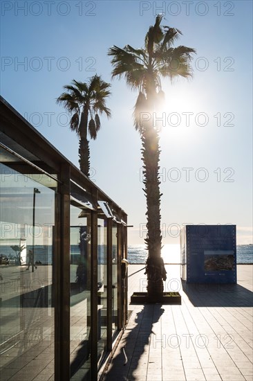 Promenade at the old harbour with palm trees in Barcelona, Spain, Europe