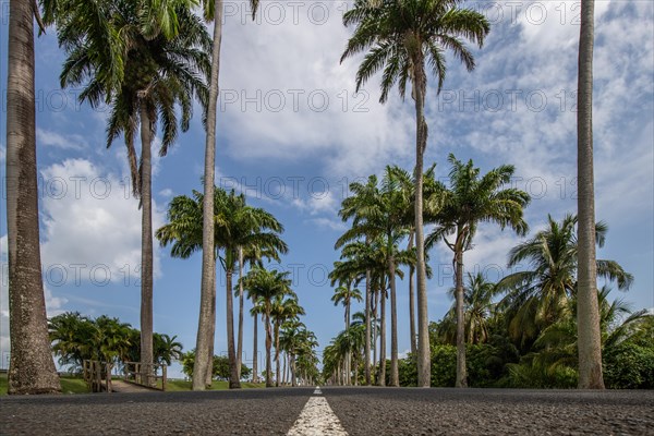 The famous palm avenue l'Allee Dumanoir. Landscape shot from the centre of the street into the avenue. Taken on a changeable day on Grand Terre, Guadeloupe, Caribbean, North America