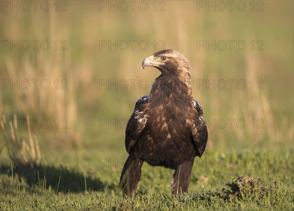 Iberian Eagle, Spanish Imperial Eagle (Aquila adalberti), Extremadura, Castilla La Mancha, Spain, Europe