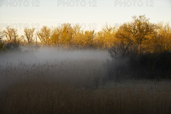 Morning atmosphere, fog, Lower Austria