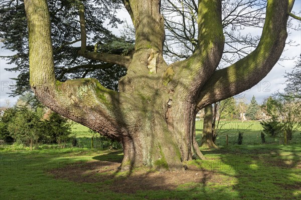 Large tree in the garden of the youth hostel, Tiddington, Stratford upon Avon, England, Great Britain