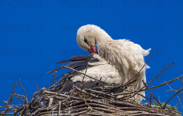Stork (ciconia) in the nest on the roof of the town hall, Tangermuende, Saxony-Anhalt, Germany, Europe