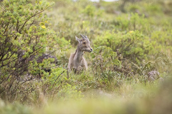 Nilgiri tahr (Nilgiritragus hylocrius, until 2005 Hemitragus hylocrius) or endemic goat species in Eravikulam National Park, juvenile, Kannan Devan Hills, Munnar, Kerala, India, Asia