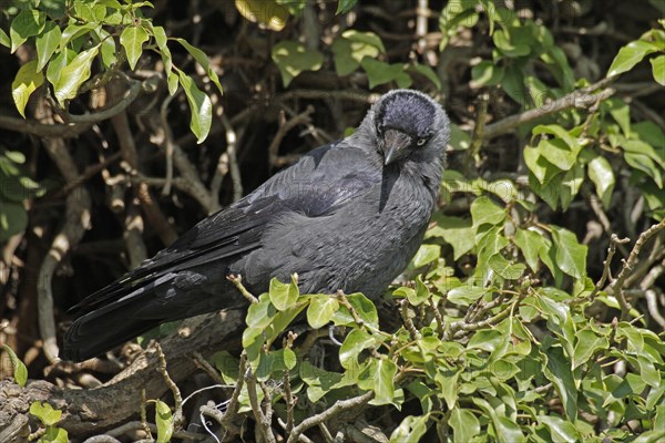 Western jackdaw (Corvus monedula)