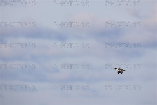 Common goldeneye (Bucephala clangula), adult male in flight, Laanemaa, Estonia, Europe