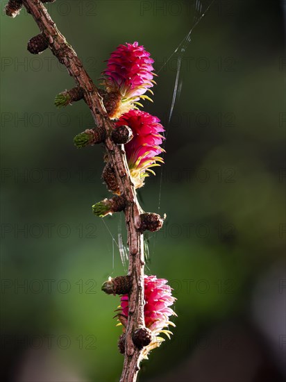 Larch (Larix decidua), female flowers on a larch branch, North Rhine-Westphalia, Germany, Europe