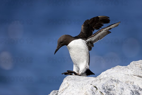 Common guillemot (Uria aalge) hopping on white rock, Hornoya Island, Vardo, Varanger, Finnmark, Norway, Europe