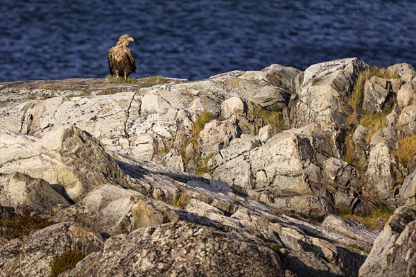 White-tailed eagle (Haliaeetus albicilla), adult bird sitting on a lichen-covered rock, Varanger, Finnmark, Norway, Europe