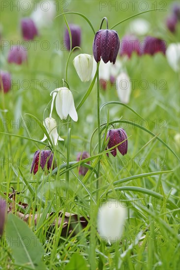 Charming chequerboard flower, spring, Germany, Europe