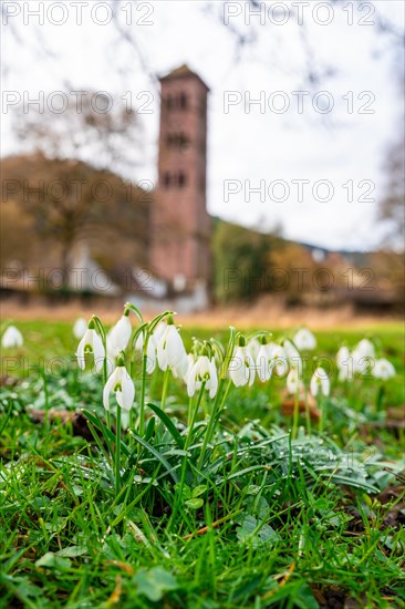 Snowdrops in the foreground with a blurred tower in the background, Hirsau Monastery, Calw, Black Forest, Germany, Europe