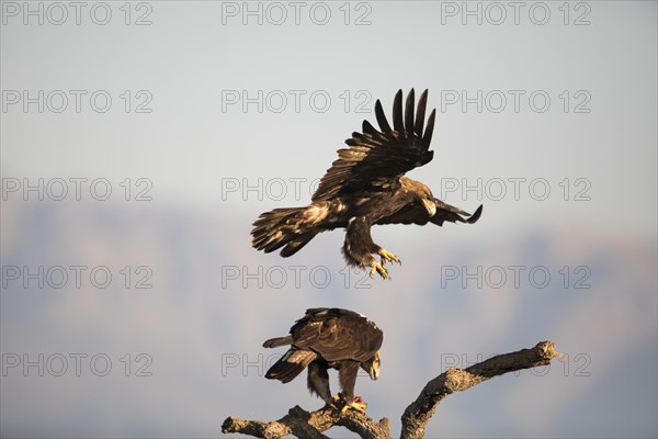 Iberian Eagle, Spanish Imperial Eagle (Aquila adalberti), Extremadura, Castilla La Mancha, Spain, Europe