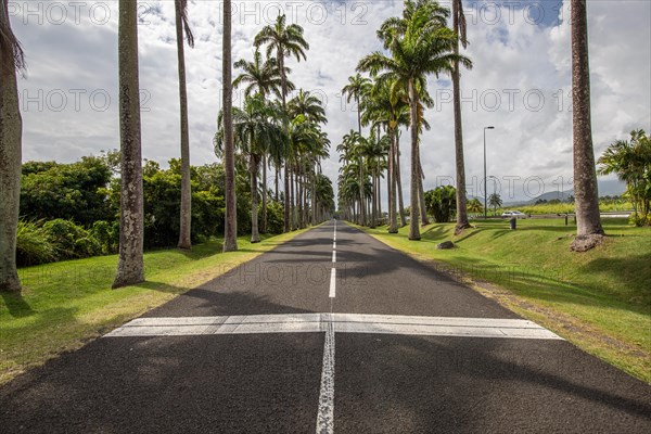 The famous palm avenue l'Allee Dumanoir. Landscape shot from the centre of the street into the avenue. Taken on a changeable day on Grand Terre, Guadeloupe, Caribbean, North America
