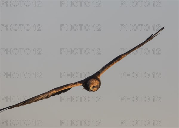 Western marsh-harrier (Circus aeruginosus), Extremadura, Castilla La Mancha, Spain, Europe