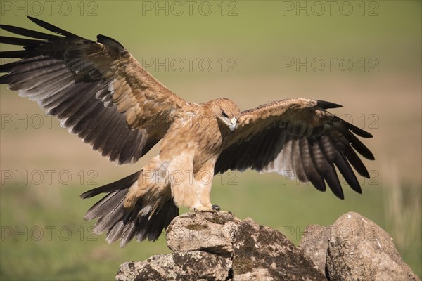 Juvenile Iberian Eagle, Spanish Imperial Eagle (Aquila adalberti), Extremadura, Castilla La Mancha, Spain, Europe