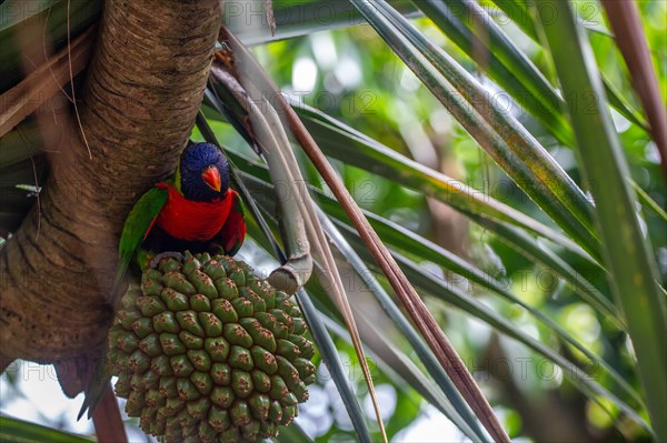 Portrait of a loris, parrot. Beautiful shot of the animals in the forest on Guadeloupe, Caribbean, French Antilles