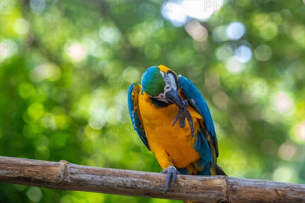 Portrait of a parrot. Beautiful shot of the animals in the forest on Guadeloupe, Caribbean, French Antilles