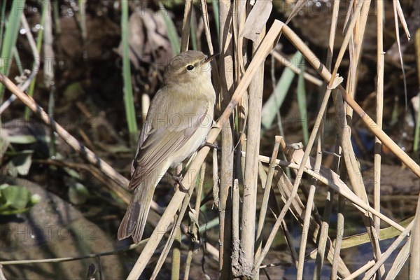 Willow Warbler sitting on a reed stalk, looking right