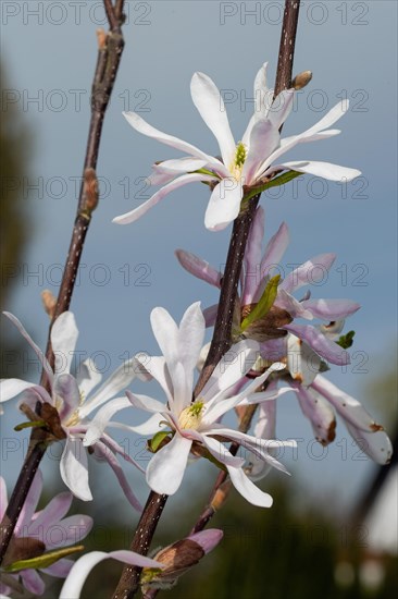 Tulip magnolia branches with five open pink flowers next to each other against a blue sky