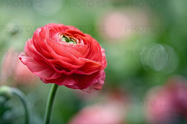 Ingle red Ranunculus flower on blurry background with copy space. KI generiert, generiert, AI generated