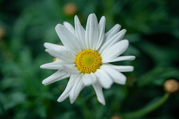 The white flower with the yellow pistil of a marguerite (Leucanthemum), Jena, Thuringia, Germany, Europe