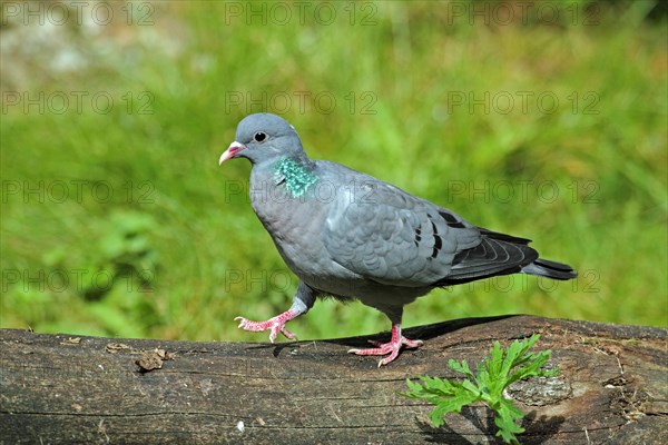 Stock Dove (Columba oenas)