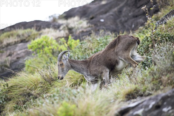 Nilgiri tahr (Nilgiritragus hylocrius, until 2005 Hemitragus hylocrius) or endemic goat species in Eravikulam National Park, Kannan Devan Hills, Munnar, Kerala, India, Asia