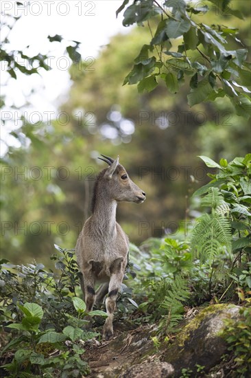 Nilgiri tahr (Nilgiritragus hylocrius, until 2005 Hemitragus hylocrius) or endemic goat species in Eravikulam National Park, juvenile, Kannan Devan Hills, Munnar, Kerala, India, Asia