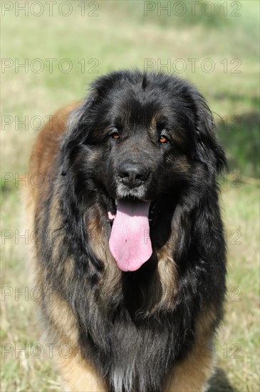 Leonberger dog, portrait of an attentive dog with thick fur in the sunlight, Leonberger dog, Schwaebisch Gmuend, Baden-Wuerttemberg, Germany, Europe