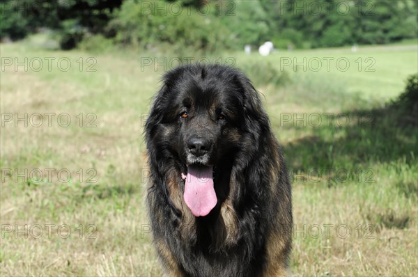 Leonberger Hund, A black and brown dog looks into the distance, surrounded by green nature, Leonberger Hund, Schwaebisch Gmuend, Baden-Wuerttemberg, Germany, Europe