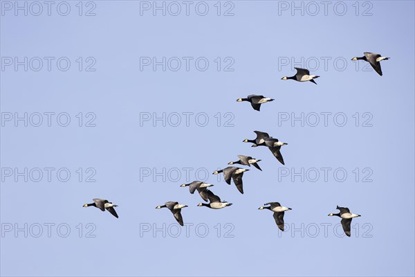 Barnacle goose (Branta leucopsis), small flock in flight, Laanemaa, Estonia, Europe