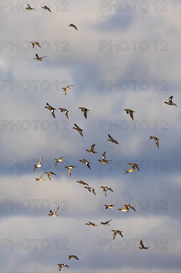 Eurasian wigeon (Anas penelope), small flock in flight, Laanemaa, Estonia, Europe