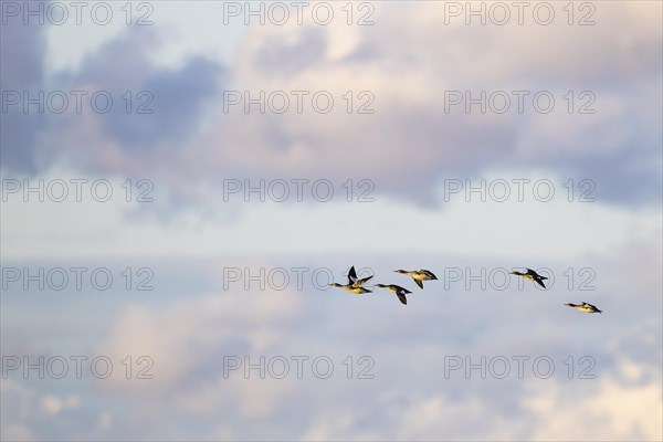 Red-breasted Merganser (Mergus serrator), small flock in flight, Laanemaa, Estonia, Europe