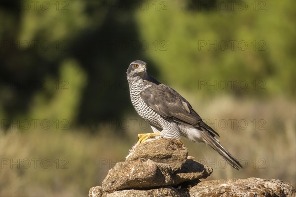 Northern goshawk (Accipiter gentilis), Extremadura, Castilla La Mancha, Spain, Europe