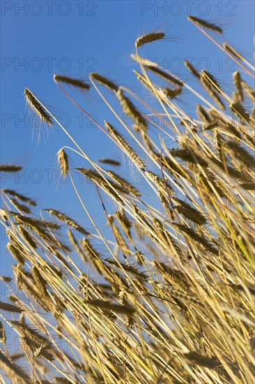 Rye ears, cereal grain, East Frisia, Germany, Europe