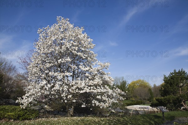 Magnolia loebneri tree with white flower blossoms in full bloom in Japanese garden in spring, Montreal Botanical Garden, Quebec, Canada, North America