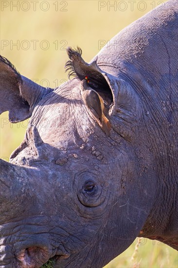 Close up at a Black rhinoceros (Diceros bicornis) with a Yellow-billed oxpecker (Buphagus africanus) by the ear, Maasai mara national reserv, Kenya, Africa