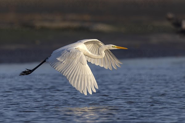 Great egret (Egretta alba), flying over a draining fish pond in search of food, Lusatia, Saxony, Germany, Europe