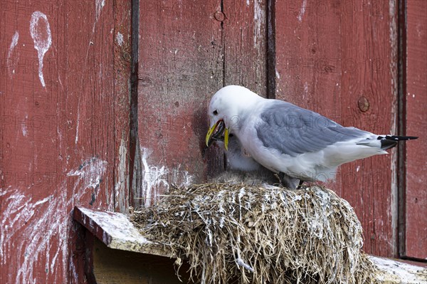 Kittiwake (Rissa tridactyla) feeding chicks on nest on house facade, Vardo, Varanger, Finnmark, Norway, Europe